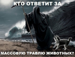 В соцсетях сообщили о новых массовых убийбствах собак в Брянске