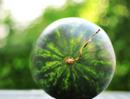 #видео | Можно ли спасти арбуз при падении с 45-метровой высоты