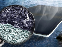 Биогубка из целлюлозы и графена поможет с очищением воды