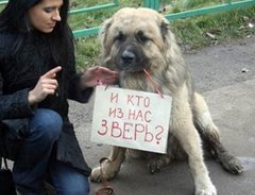 В Брянске на Новостройке вновь отравили бездомных собак