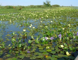 В аргентинских болотах обнаружен идеально круглый вращающийся остров