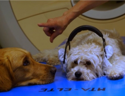 Собаки понимают больше, чем мы думали