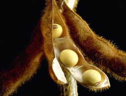 СОЕВЫЙ СОУС – ЭЛИКСИР МОЛОДОСТИ!