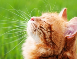 Ученые развеяли миф о лени кошек