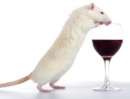 Новый метод борьбы с алкогольной зависимостью отключает ее полностью