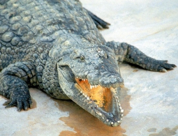 СУПЕР ИМУНИТЕТ КРОКОДИЛОВ