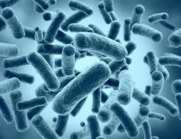 Как чувствует себя ученый, вколовший себе древнюю бактерию в надежде продлить жизнь?