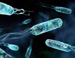 Гарвардские учёные наглядно продемонстрировали удивительный процесс эволюции бактерий