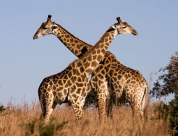 ДНК показала, что жирафы — это не один вид, а четыре