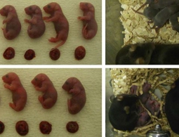 Биологи сделали первый шаг к "непорочному зачатию" человека