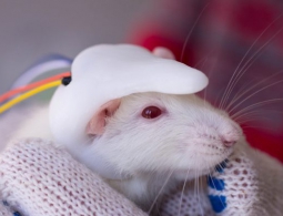 Прогрессирование хореи Хантингтона удалось остановить