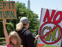 Ученые раскрыли неоднозначное влияние ГМО-культур на экологию
