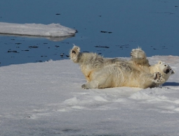 Арктика, все включено: лед, шторм, медведи
