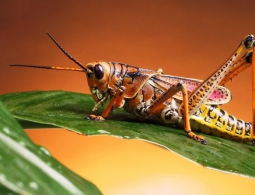 Почему в мире так много видов насекомых, но людей — мало?