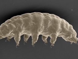 Ученые выяснили секрет «бессмертия» тихоходок