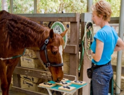 Норвежские ученые научили лошадей общаться с людьми