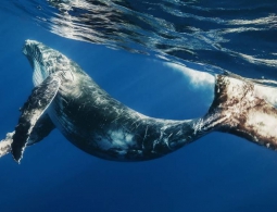 #видео | Стэнфордским учёным удалось закрепить камеру на спине кита