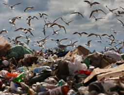 Коммунальные службы обяжут россиян платить за вывоз мусора с 2017 года