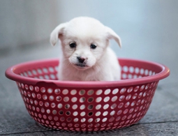 Ученые выяснили, почему собака – лучший друг человека