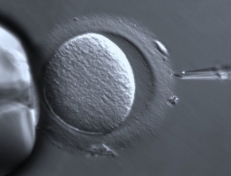 Родился первый в мире ребенок с генами сразу трех родителей