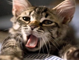 Учёные нашли зависимость между величиной мозга и продолжительностью зевоты