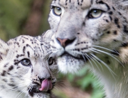 В Бурятии ученые обнаружили самку снежного барса с двумя котятами