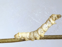 Наука позволила гусеницам шелкопряда вырабатывать сверхпрочную шёлковую нить