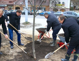 В Брянске на набережной высадили новые деревья