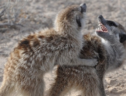 Самки сурикат оказались настоящими тестостероновыми "мачо"