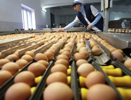 Ученые: одно яйцо в день снижает риск инсульта на 12%