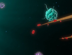 Восемь фактов об иммунитете