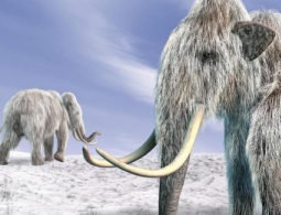 Люди или климат: как мамонты исчезли с лица Земли?