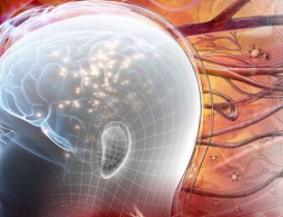 Нейроны, выращенные из стволовых клеток, могут заменить поврежденные области головного мозга