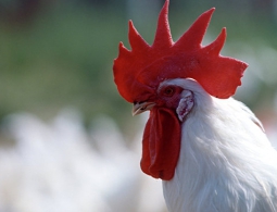 Изменение климата сильнее всего ударит по альфа-самцам, выяснили ученые