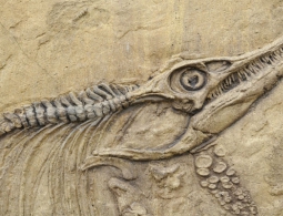 Динозавры были умнее, чем мы думали