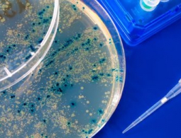 Бактериофаги: вирусы, которые могут спасти человечество