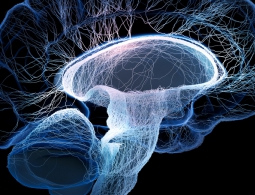 В Индии запретили эксперимент по оживлению человеческого мозга