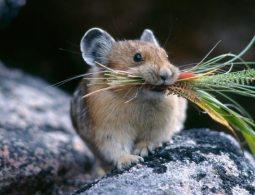 Мышей омолодили инъекциями человеческой плазмы крови