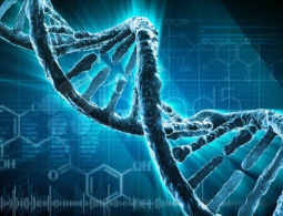 Разработаны ДНК-нанопроводники, которые могут быть использованы в создании генетических компьютеров