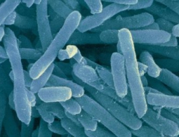 Микроб, которого никто даже не видел, может объяснить наше происхождение