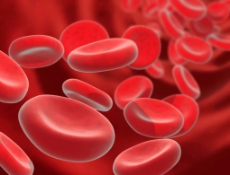 Сингапурские ученые научились делать клетки крови из клеток кожи