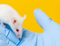 Повреждения мозга у мышей удалось устранить за счет пересадки стволовых клеток