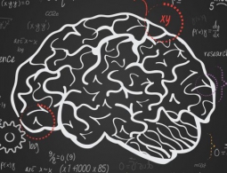 Базовый алгоритм в наших мозгах активирует интеллект