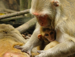 Макаки помогли ученым выяснить, почему богатые живут дольше бедных