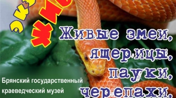 ДЖУНГЛИ ЗА СТЕКЛОМ