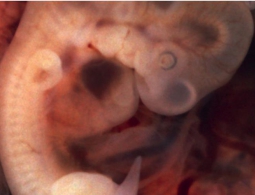 Люди дважды теряли свой хвост