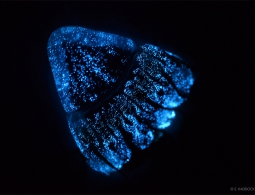 Свет в глубинах: откуда, сколько раз и почему появилась биолюминесценция?