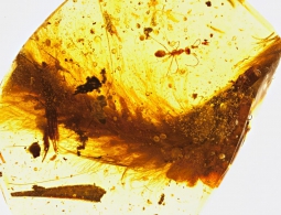 В янтаре впервые нашли сохранившийся хвост динозавра