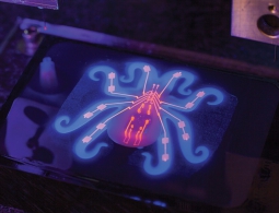 В Гарварде создали прототип мягкого робота-осьминога