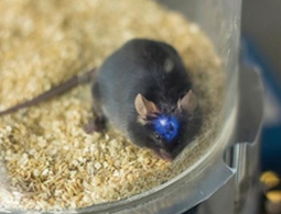 Разработан способ управлять поведением животных с помощью света